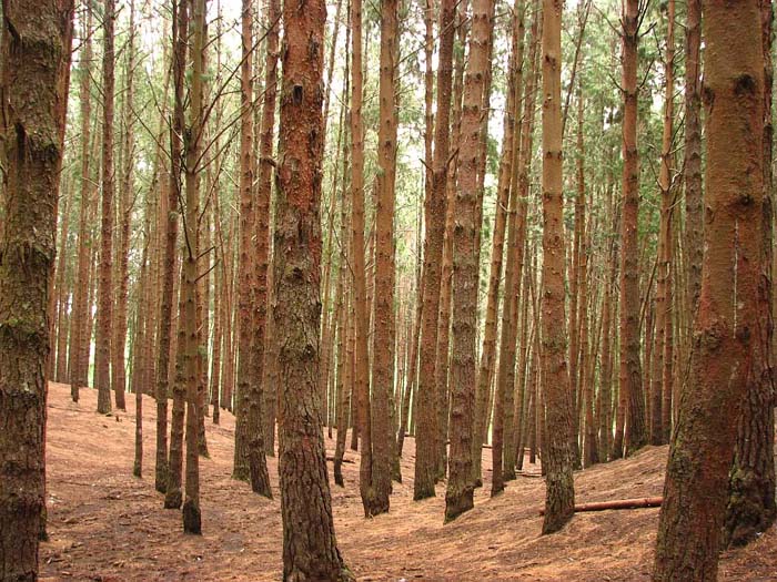 fineforest